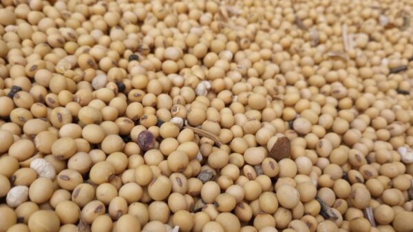 China Tariff Deal Excludes US Soybeans | Sellers Face Supply Chain Shifts