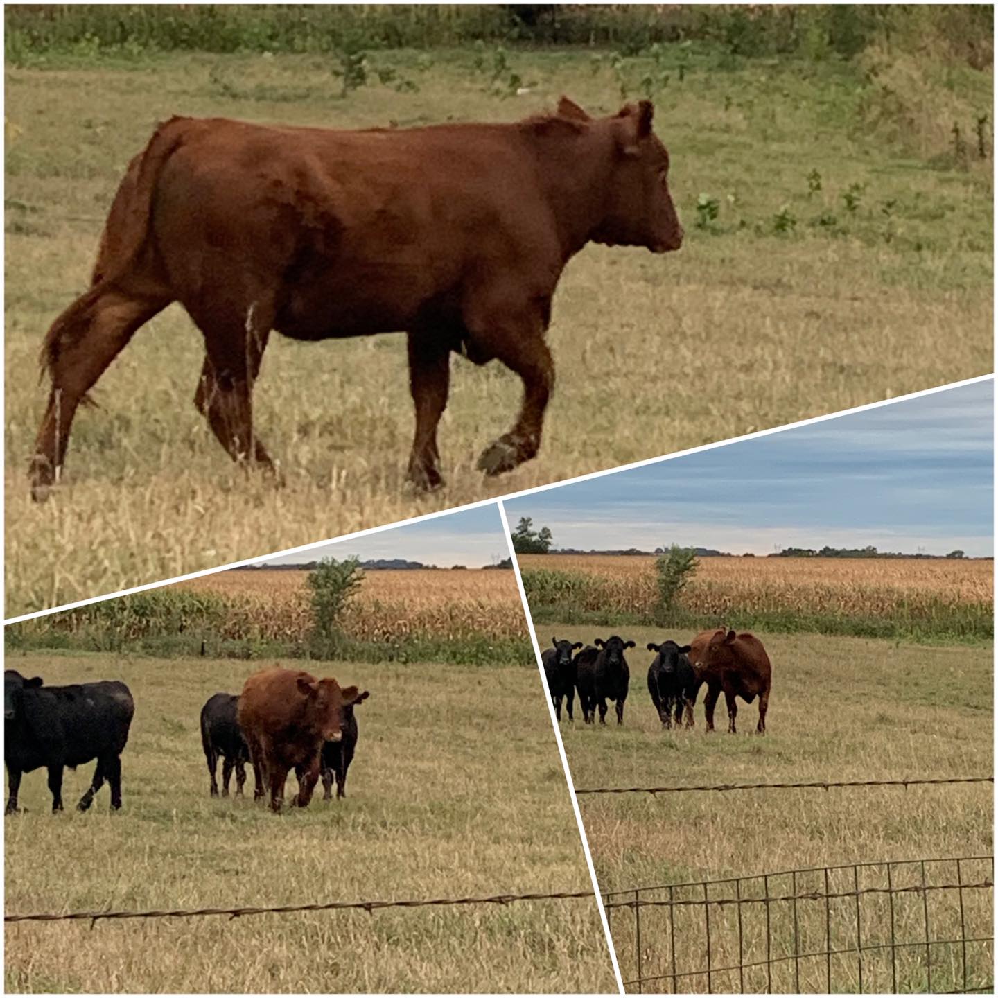 US Beef Tariff Cuts Trigger 661M Pound Import Surge | Seller Sourcing & Food Category Opportunities