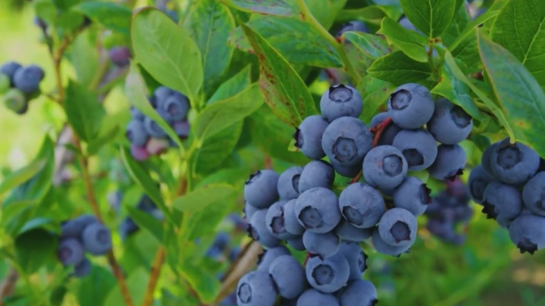 FDA Frozen Berry Recall Signals Supply Chain Compliance Crisis | Seller Opportunity in Food Safety Certification